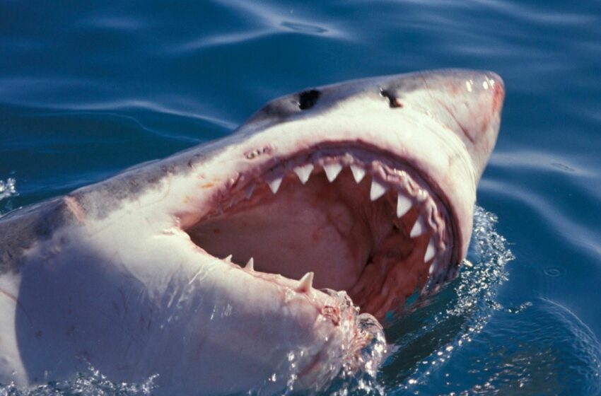  Tiburón blanco agarra pierna de joven de 16 años – INFO7
