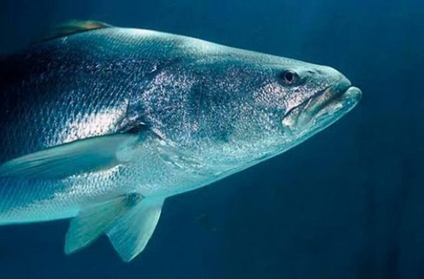  Carne de totoaba de cultivo podrá exportarse; diputados aprueban reforma – 24 Horas