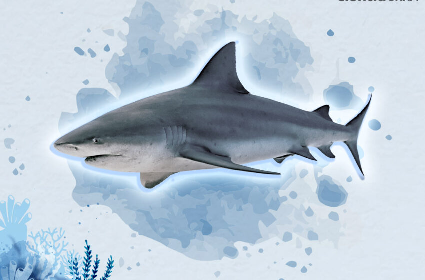  Tiburones ¿Cazadores o víctimas? – Ciencia UNAM