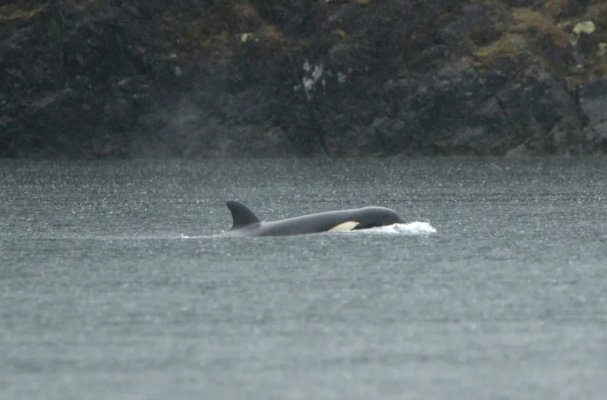  Trasladarán por aire a cría de orca varada en laguna de Canadá – Netnoticias