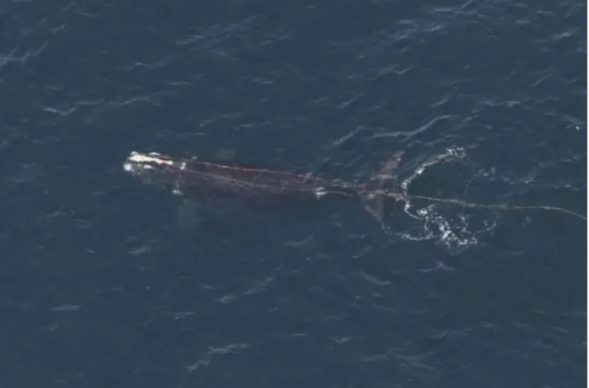  Avistan ballena enredada en cuerda en aguas frente a Nueva Inglaterra – Netnoticias