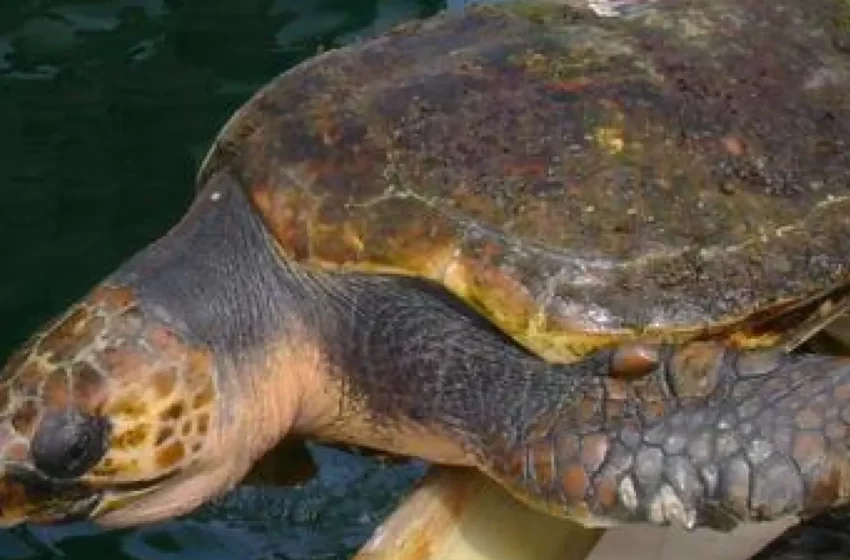  Acusa informe a México de no proteger a las tortugas caguama – Netnoticias.mx