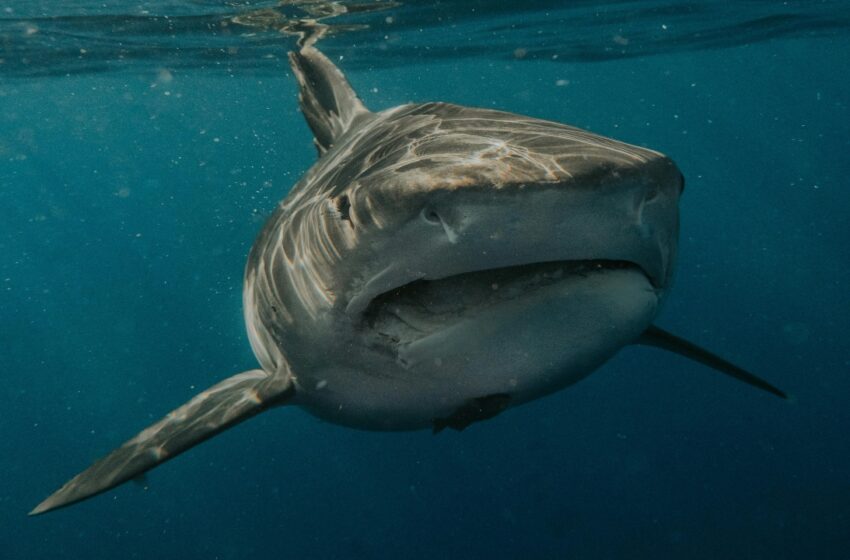  Adolescente es mutilado por tiburón blanco mientras pescaba junto a su padre en Australia