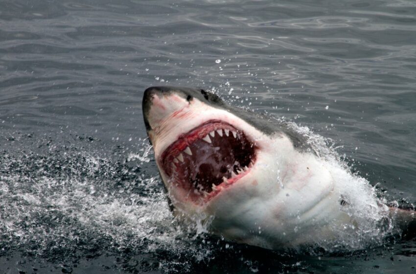  ¡Día de pesca termina en tragedia! Tiburón blanco ataca y mutila a adolescente