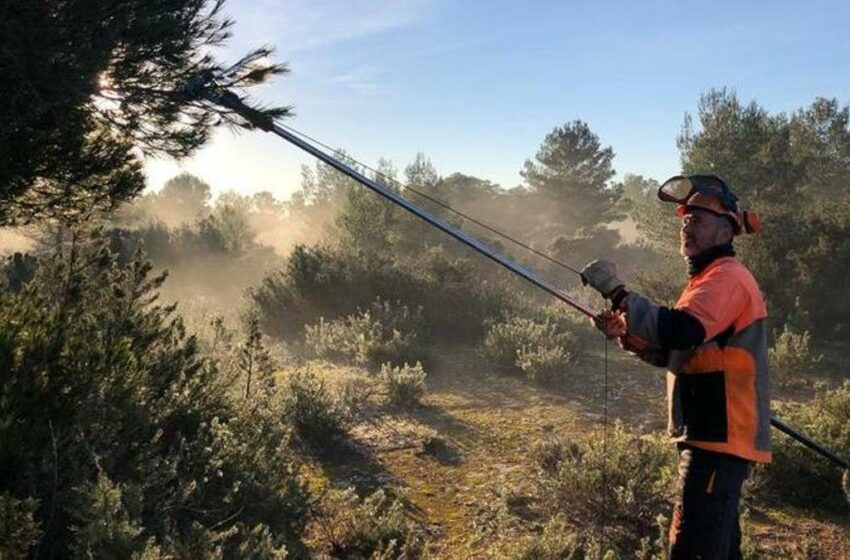  La falta de lagartijas agrava el problema de la procesionaria, a punto de ser plaga en Ibiza