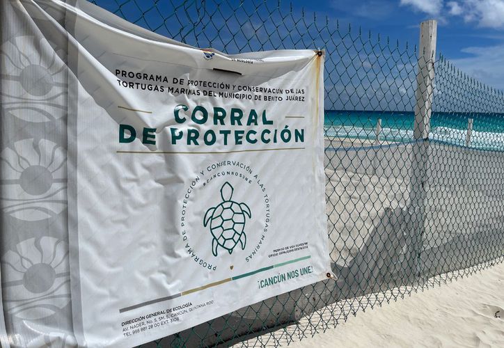  Tortugas: la especie más protegida de amenazas en Quintana Roo – Grupo SIPSE