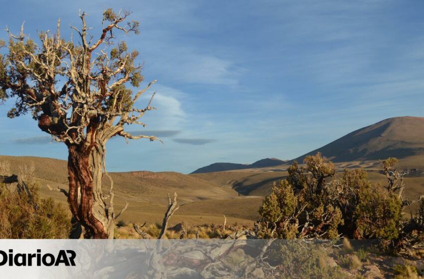  Los cinco arbolitos centenarios de los Andes que funcionan como un radar climático planetario