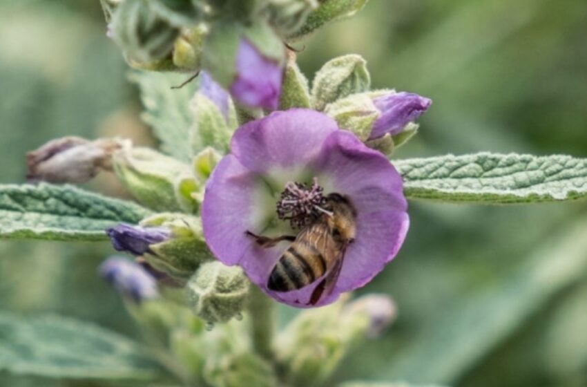  Sin abejas se extinguirían la mitad de las plantas existentes en el planeta – Excélsior