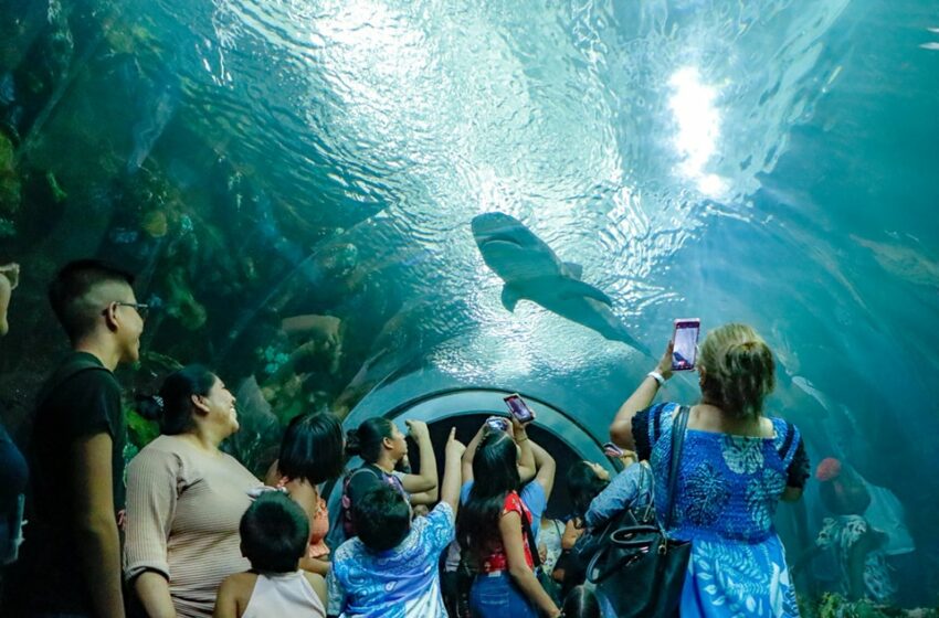  Procurador de Medio Ambiente, asegura que especies del Aquarium están en resguardo …