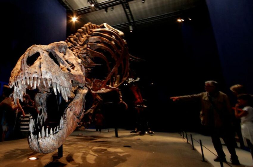  El ‘Tyrannosaurus rex’ era menos inteligente de lo que se creía