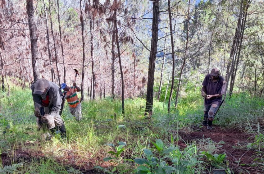  Medio Ambiente planta árboles en área afectada por incendio del parque José del Carmen Ramírez