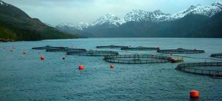  Denuncian 95 casos de sobreproducción de salmones en Aysén y Magallanes, sin sanción …