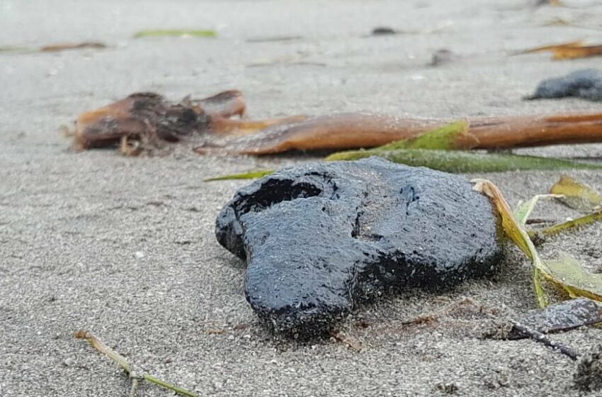  Piden sanciones para la embarcación que derramó chapopote en litoral de Veracruz