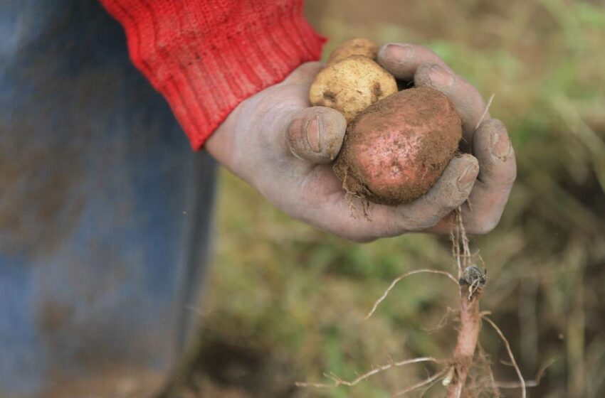  Sequía en Veracruz pone en grave riesgo la producción de alimentos – Diario de Xalapa