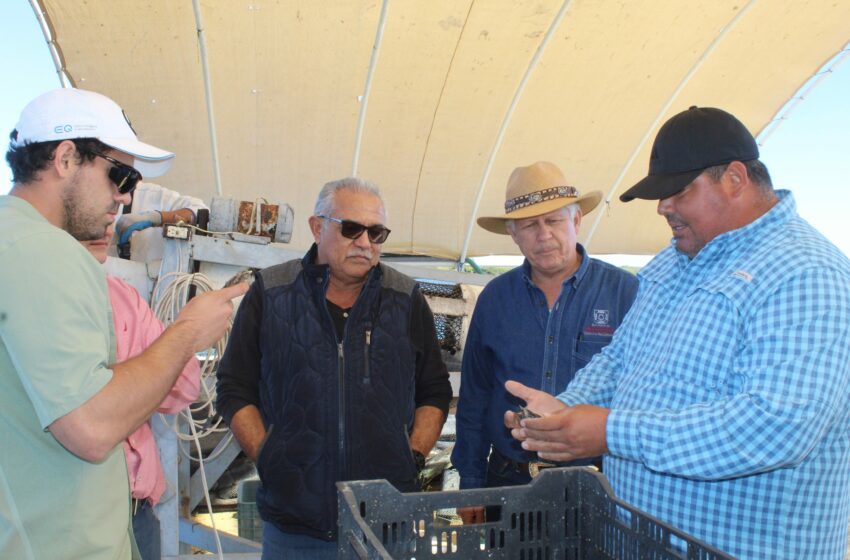  Baja California Sur busca fortalecer su Ley de Pesca y Acuacultura | Diario Humano