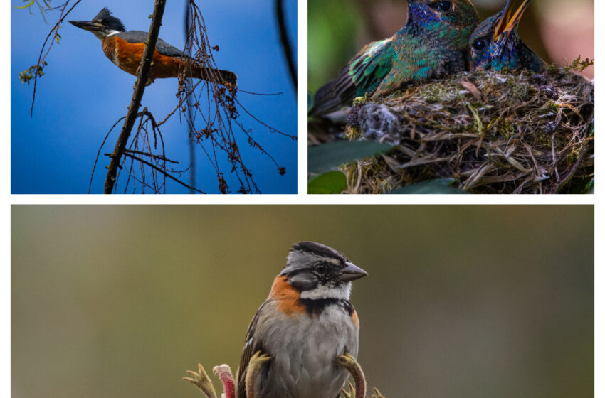  Jardín Botánico de Bogotá, un referente para celebrar el Día Mundial de las Aves Migratorias