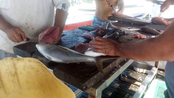  Pescadores de Isla Mujeres Reportan Discreta Producción de Escama – Diario Cambio 22