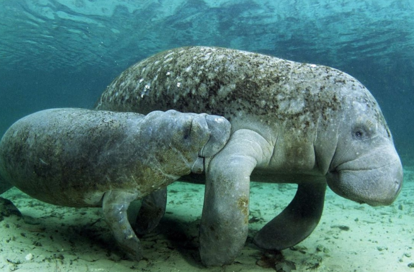  Ambientalistas externan preocupación por posible extinción de manatíes en Guatemala