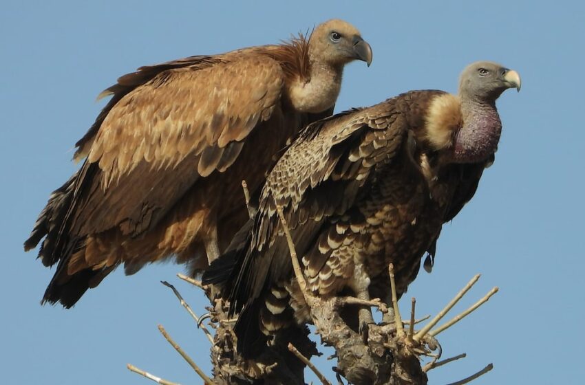  La madre es un buitre leonado de Málaga y el padre, uno moteado de África – EL PAÍS