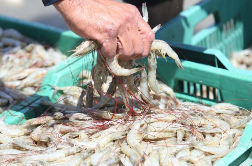  Se manifestarán productores acuícolas de Sonora, Sinaloa, Nayarit, Colima y Tamaulipas …