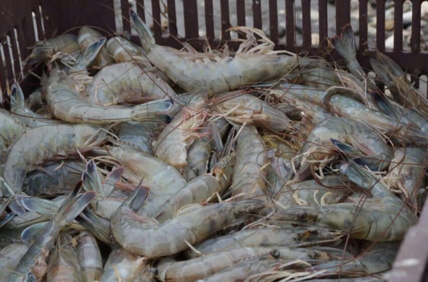  Periodo de veda de camarón, con alta incidencia de pesca ilegal; Guerra Mena espera …