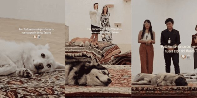  Polémica en Museo Tamayo de CDMX por performance con perros (VIDEO)