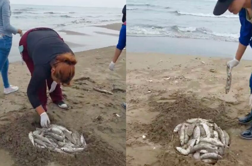  Hallan Decenas de Peces Muertos en Playa de Coatzacoalcos, Veracruz | N+