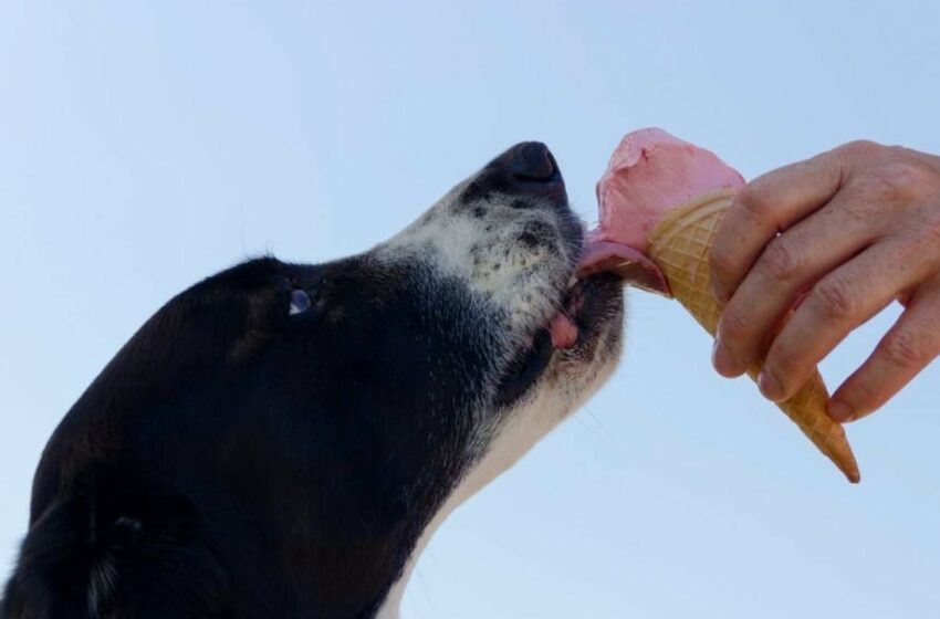  ¡No lo hagas! Te contamos por qué no es buena idea compartir alimentos con tus mascotas