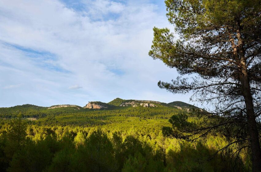  Medio Ambiente mejorará la biodiversidad de dos masas forestales del interior de la Sierra …