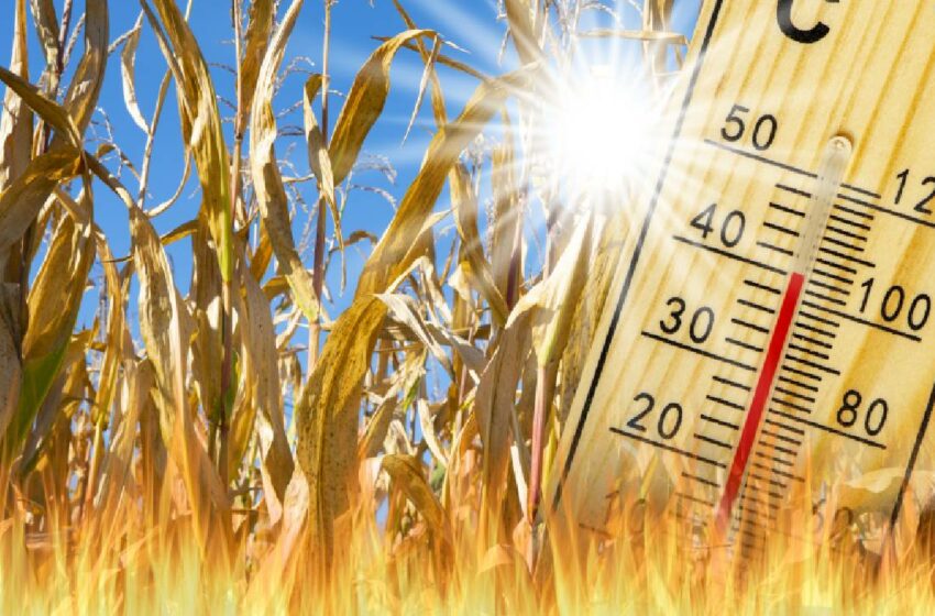  ¿Qué alimentos aumentaron de precio por las olas de calor y cómo afectan la inflación?