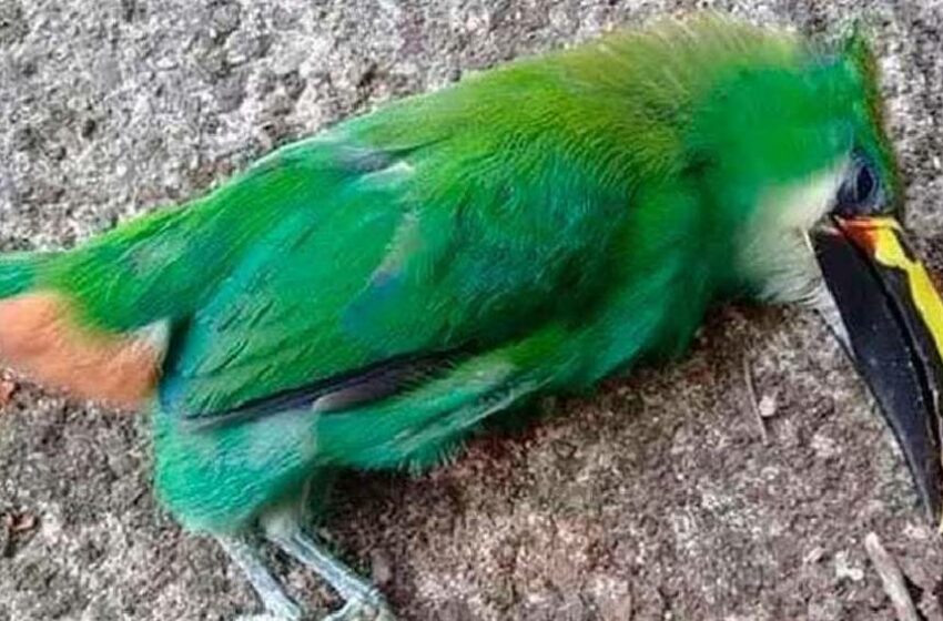  La ola de calor ha causado la muerte de aves en San Luis Potosí y Tamaulipas – RÉCORD