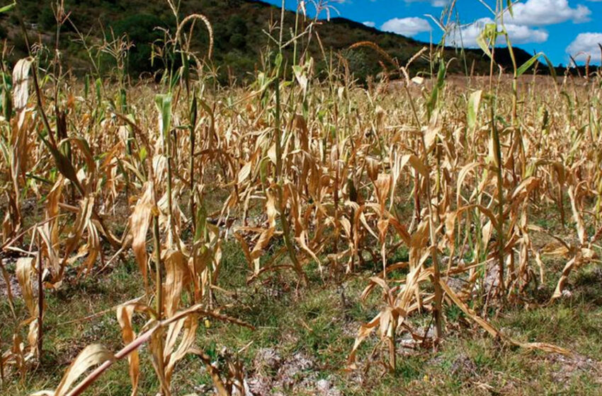  Campo mexicano perdió 192 mil 419 trabajadores en un año: INEGI – Plano Informativo