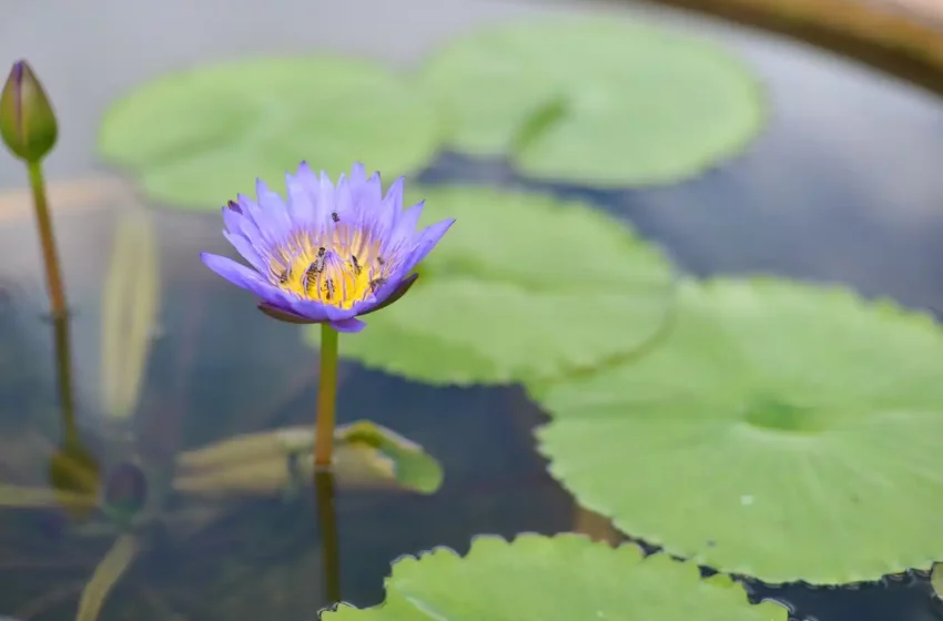  Tipos de agua en la Tierra – EcoAvant.com