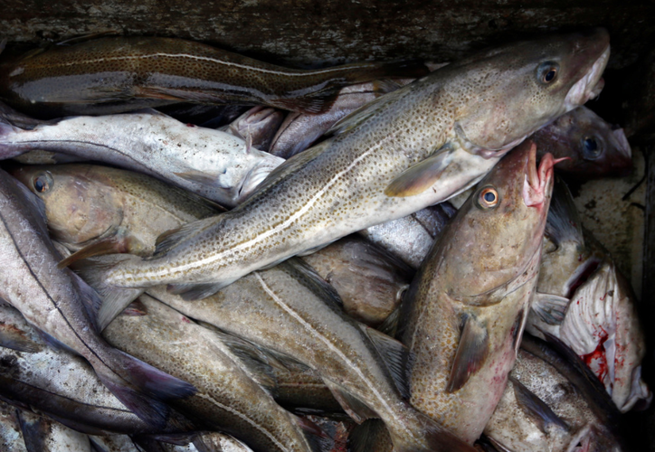  Canadá levanta veda histórica: Bacalao vuelve a Terranova tras 30 años – Grupo SIPSE