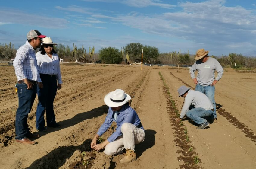  Rancho San Martín: uno de los pioneros en la siembra comercial de chiltepín