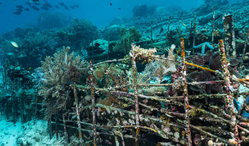  Contemplan nuevas acciones para seguir generando sistemas de arrecife en Sonora