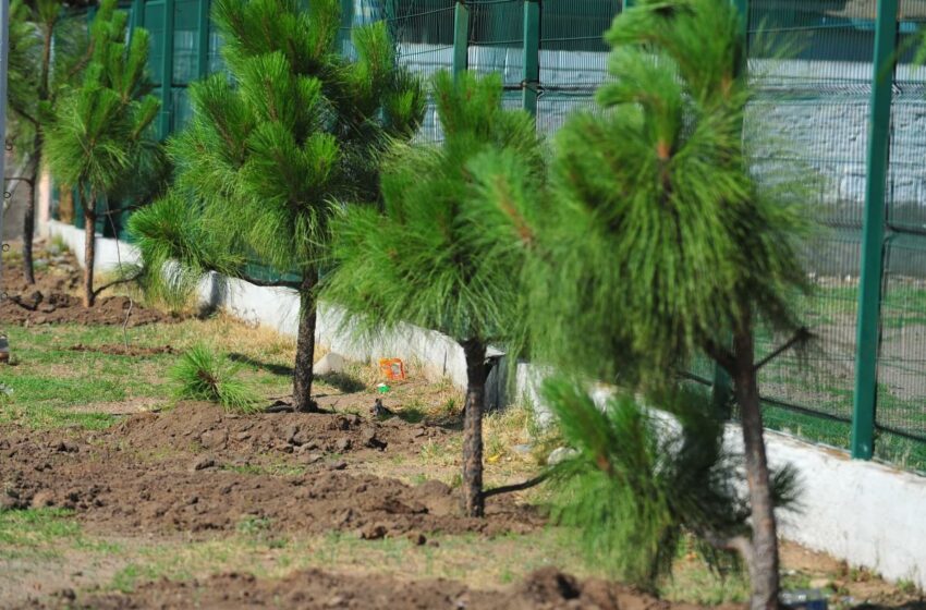  La Dirección de Medio Ambiente festeja el Día Mundial del Árbol – Yahoo Noticias