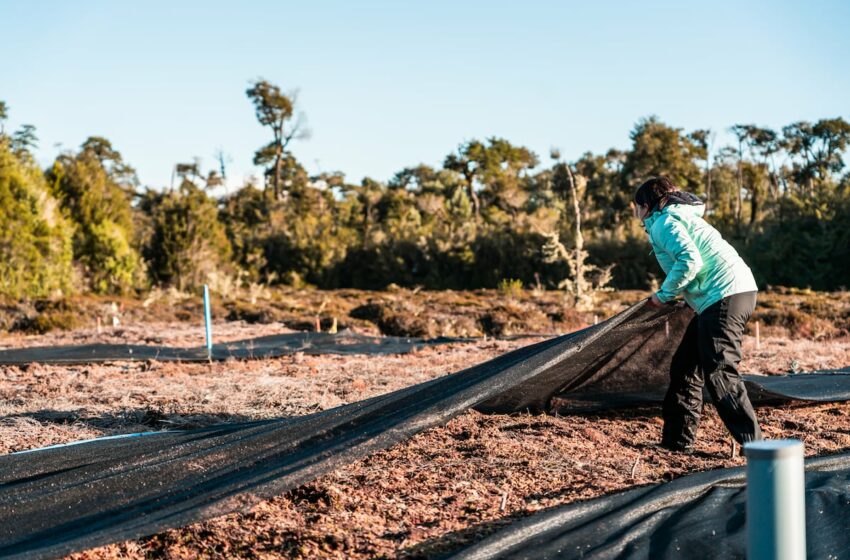  Proteger las turberas de Chile para rescatar uno de los grandes sumideros de carbono del mundo