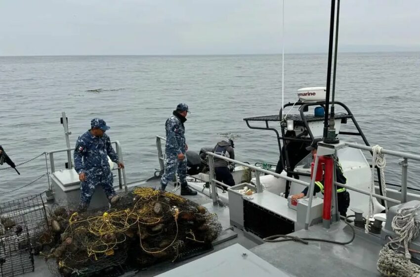  Semar intensifica operativos para erradicar la pesca ilegal de langosta | Noticias de Tijuana