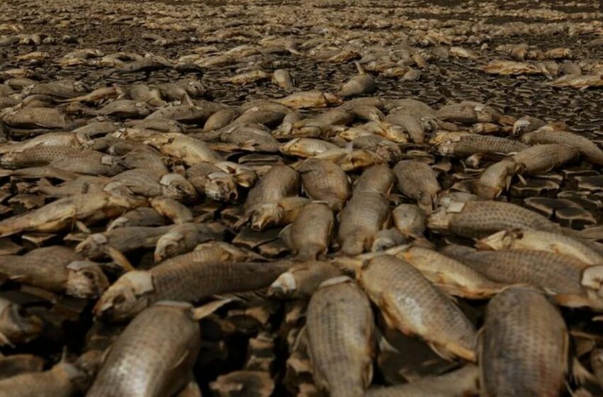  Así es la crisis que ha desencadenado la sequía en la laguna de Bustillos y Champayán en México