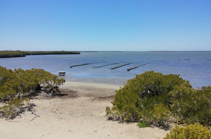  Impulsando la sanidad en la acuacultura de Baja California Sur – Diario Humano