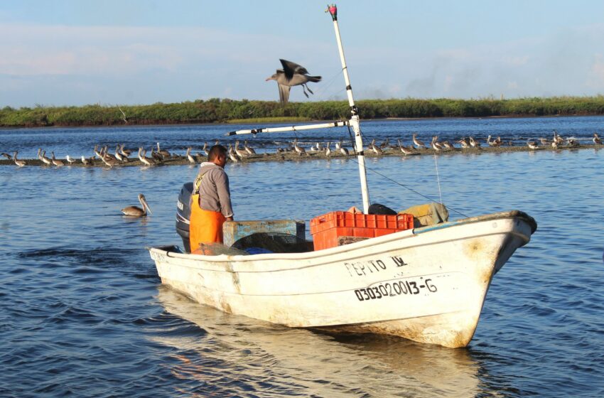  ¡Histórico! Seguro de vida para pescadores y acuacultores – Diario Humano