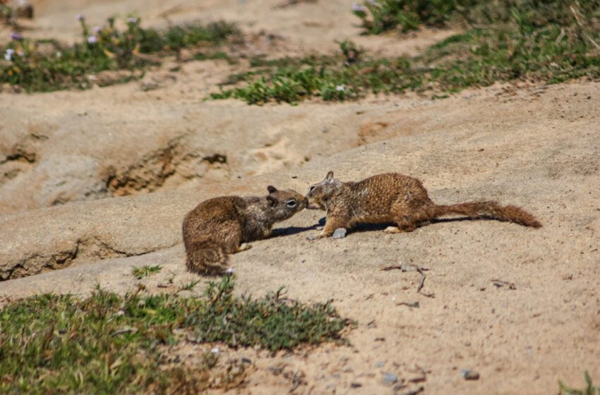  El comportamiento homosexual entre animales es más frecuente de lo que piensas, pero no se reporta lo suficiente