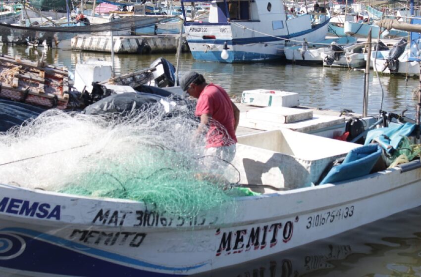  Hay optimismo pesquero en Progreso – Diario de Yucatán