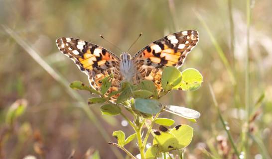  Primera evidencia del viaje transatlántico de un grupo de mariposas