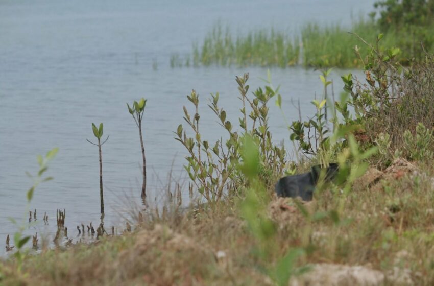  Refuerza SEDUMA reforestación de mangle en costas tamaulipecas