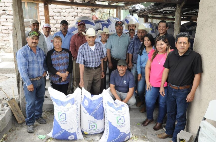  Reciben productores del altiplano semilla de avena forrajera – Gobierno del Estado de Tamaulipas