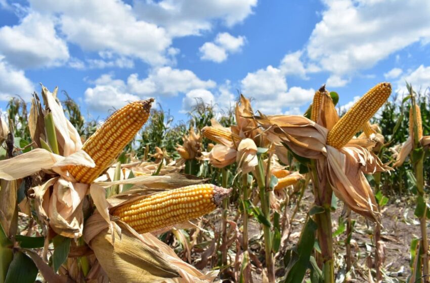  Ponen a disposición de los productores de maíz el Programa de Precios de Garantía