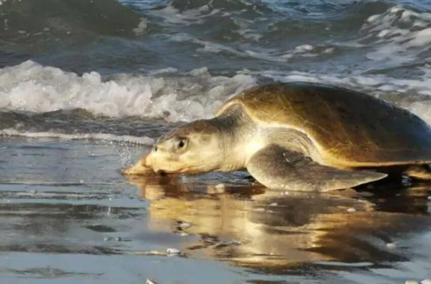  Contra viento y marea, Tortuga Lora sobrevive en Tamaulipas – Impacto Noticias