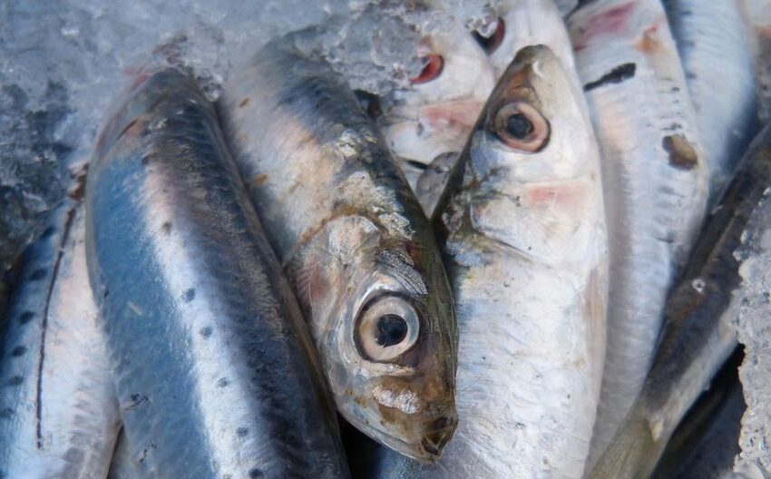  El tipo de pescado que prolonga la esperanza de vida, según estudio científico